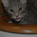 SteamyKittens