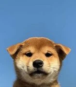 shiba24