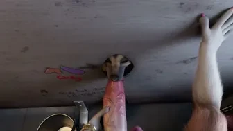 [H0rs3] shep and collie thumbnail