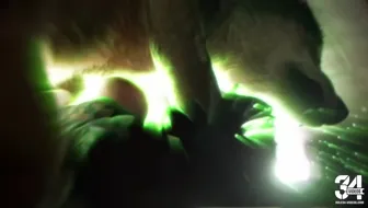2B x Wolf thumbnail