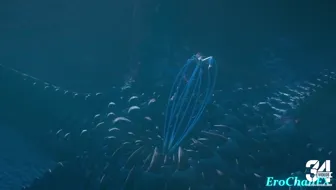 Escoffier tentacled underwater thumbnail
